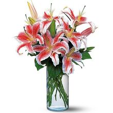 Send 6 Stalks Pink lilies in a Vase to Dhaka in Bangladesh